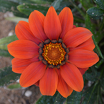 Afbeelding Gazania rigens Clear Orange